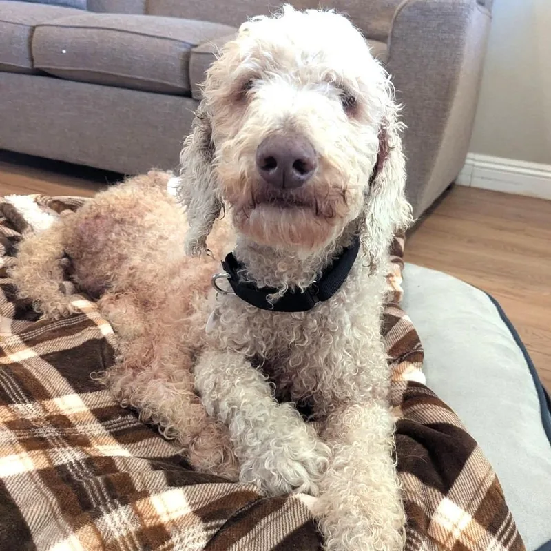 String Bean thumbnail 3