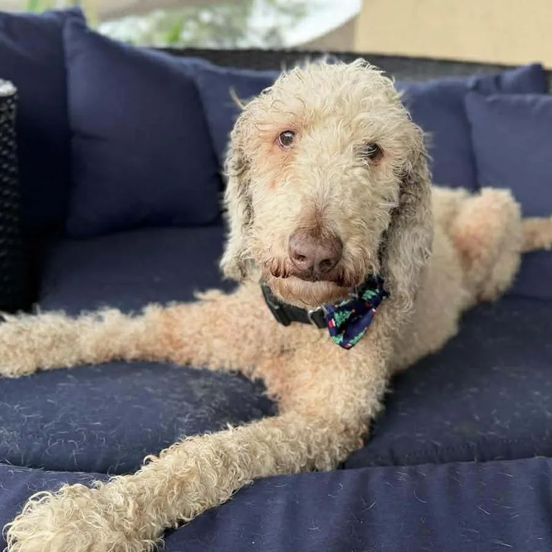 String Bean thumbnail 5