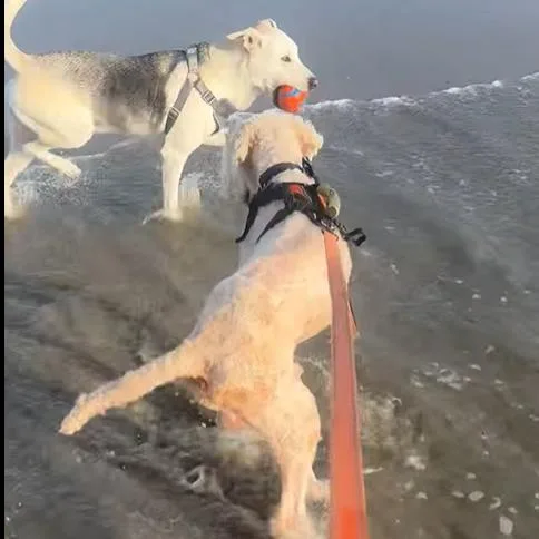 String Bean thumbnail 6