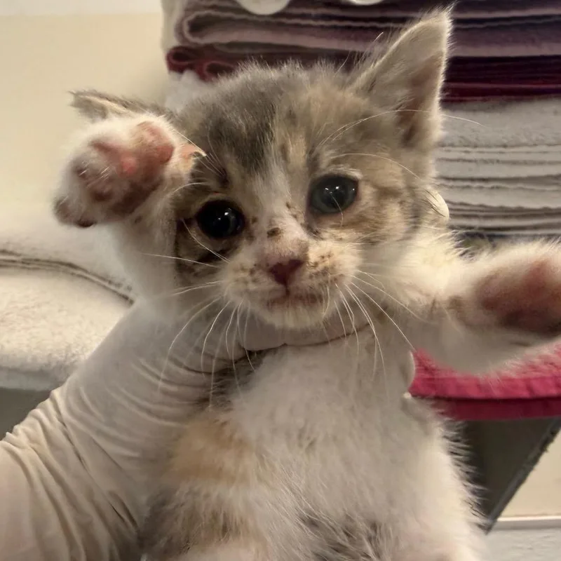 A baby small-sized female Calico Domestic Short Hair cat named Olivia for adoption in Los Angeles, CA