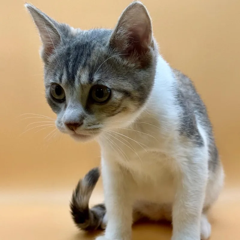 Olivia thumbnail 3