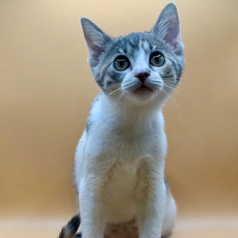 Olivia thumbnail 4