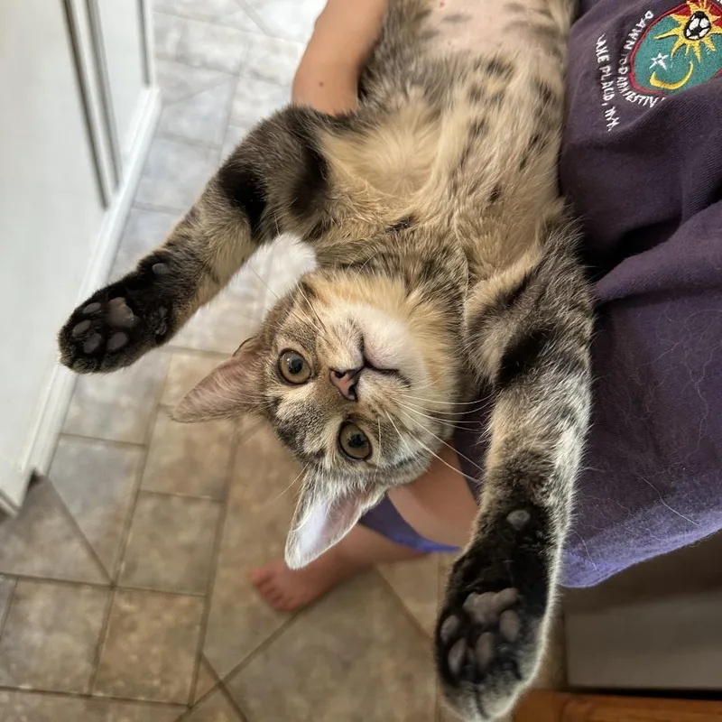 A baby small-sized female Brown / Chocolate Domestic Long Hair cat named Grapefruit for adoption in Hopkinton, MA