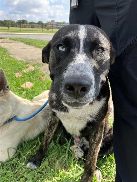 A young large-sized male Mixed Breed dog named Hunter for adoption in Dallas, TX