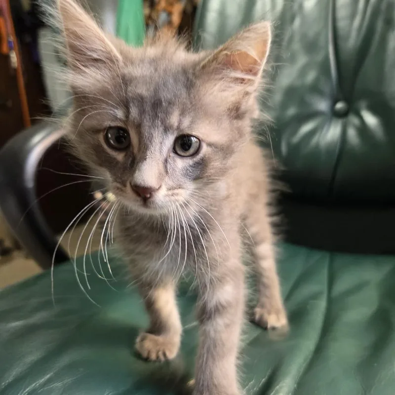 A baby small-sized male Gray / Blue / Silver Domestic Short Hair cat named Timmy for adoption in Wadena, MN