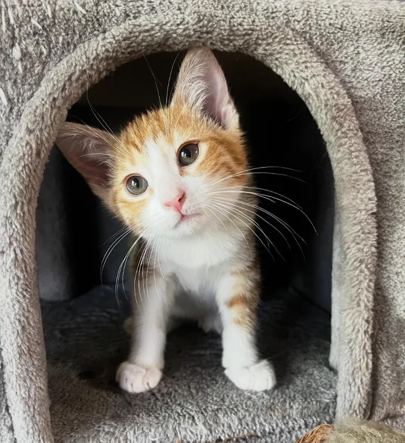 A baby medium-sized male Domestic Short Hair cat named Cheeto for adoption in Pomona, NY