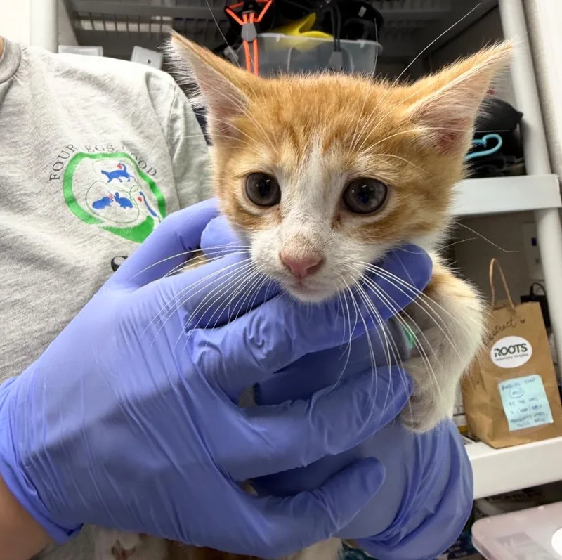Cheeto thumbnail 2