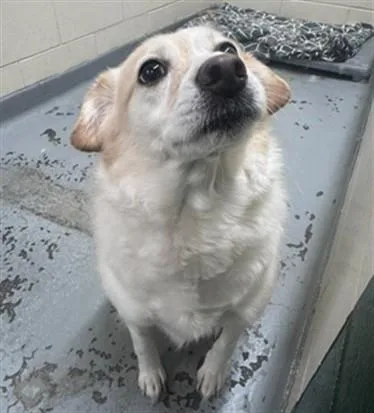 An adult medium-sized female Collie dog named Carla for adoption in Anchorage, AK