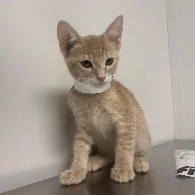 A baby small-sized male Buff / Tan / Fawn Domestic Short Hair cat named Quincy for adoption in Hattiesburg, MS