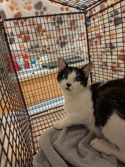 An adult medium-sized female Domestic Short Hair cat named Lulu for adoption in Independence, MO
