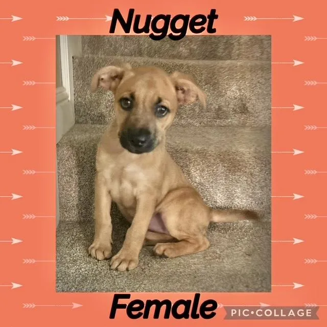 A baby medium-sized female Labrador Retriever dog named Nugget for adoption in Manchester, CT
