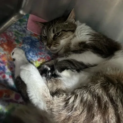 An adult medium-sized female Tabby (Brown / Chocolate) Domestic Short Hair cat named Scarlett for adoption in East Brunswick, NJ