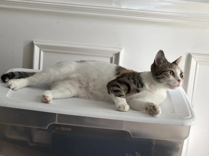 A young medium-sized female Domestic Short Hair cat named Roxanne for adoption in Youngsville, NC