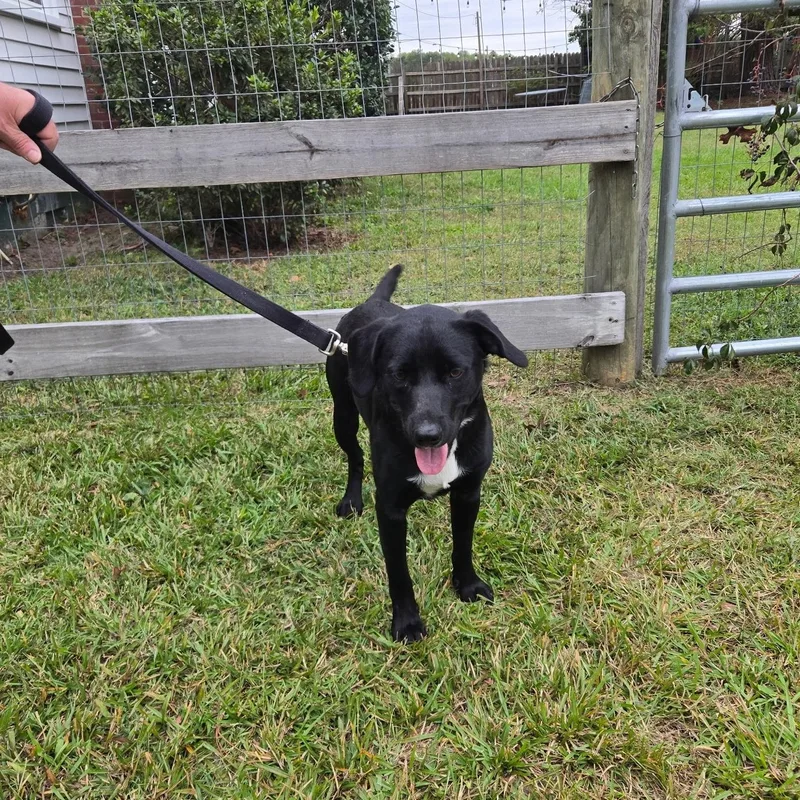 A young medium-sized male Black Labrador Retriever dog named Clancy for adoption in Chesapeake, VA