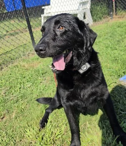 A young large-sized male Labrador Retriever dog named Midnight for adoption in Conway, SC
