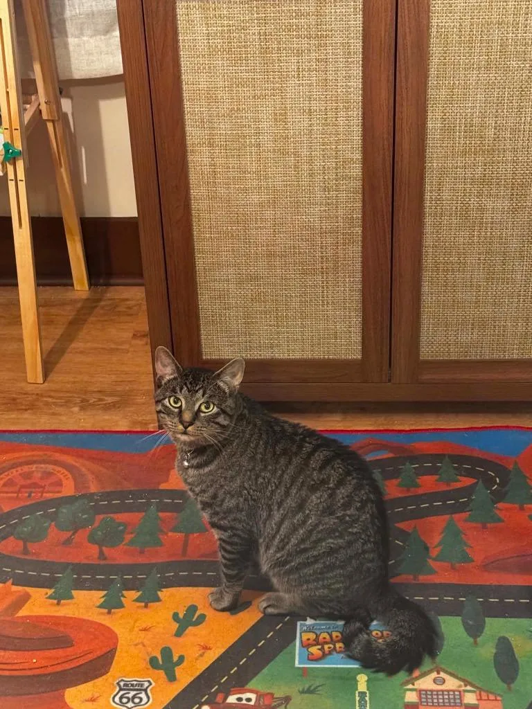 A young small-sized male American Shorthair cat named Larry for adoption in Hagaman, NY