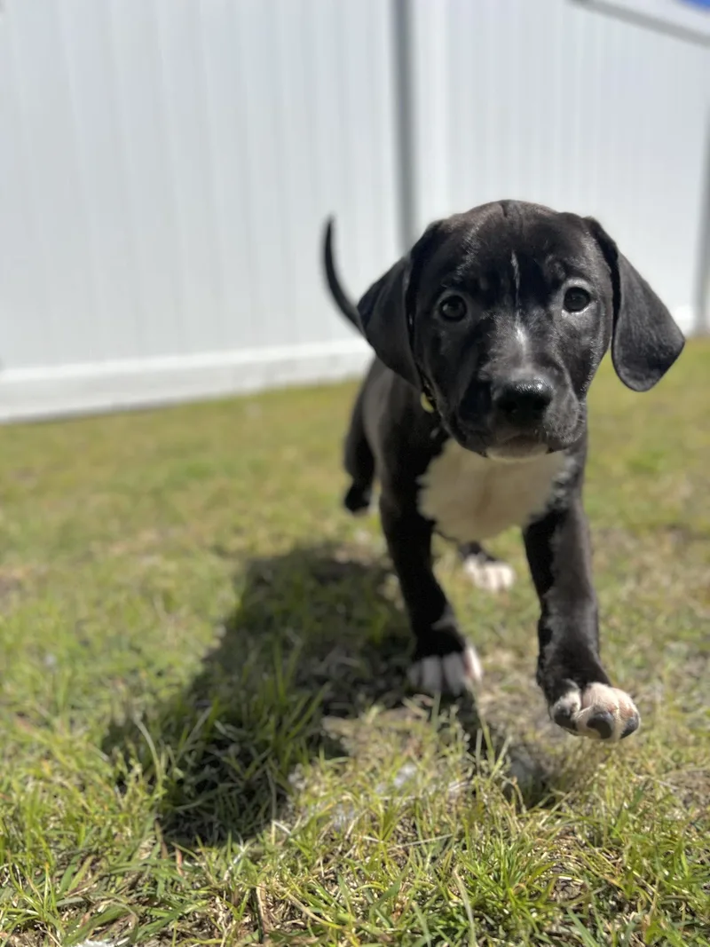 A baby medium-sized male Black Pit Bull Terrier dog named Morton for adoption in Ayden, NC