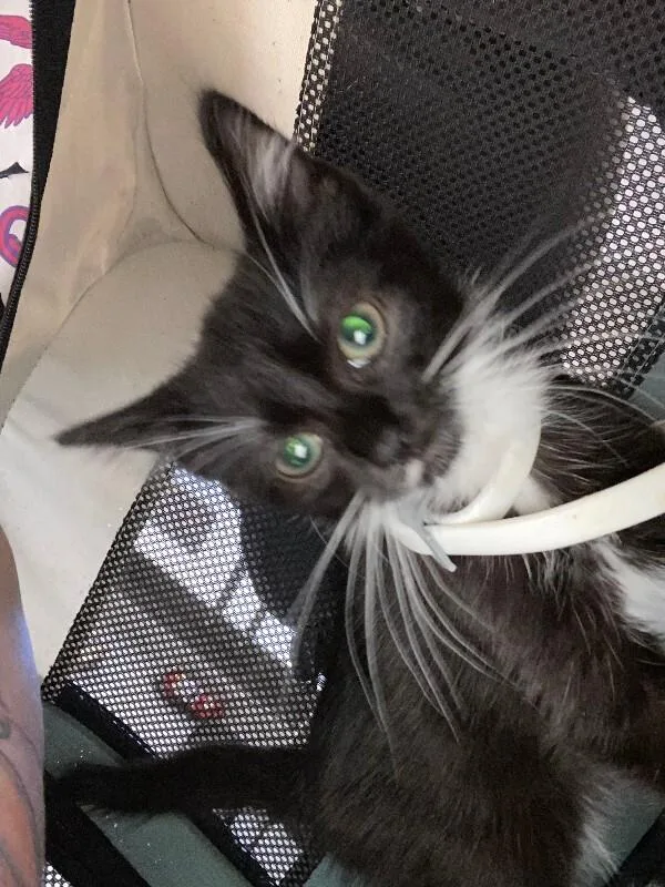 A young small-sized female White Domestic Short Hair cat named Sabo for adoption in Cincinnati, OH