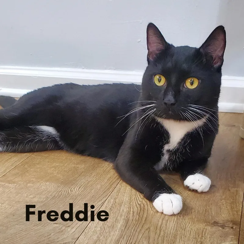 Freddie thumbnail 2