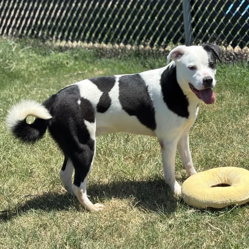 An adult large-sized male White / Cream Pit Bull Terrier dog named Rocky for adoption in Norman, OK