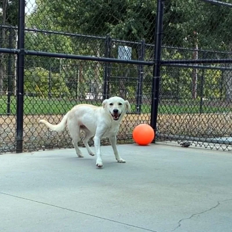 A young medium-sized female Yellow / Tan / Blond / Fawn Mixed Breed dog named D'Vorah for adoption in Winston-Salem, NC