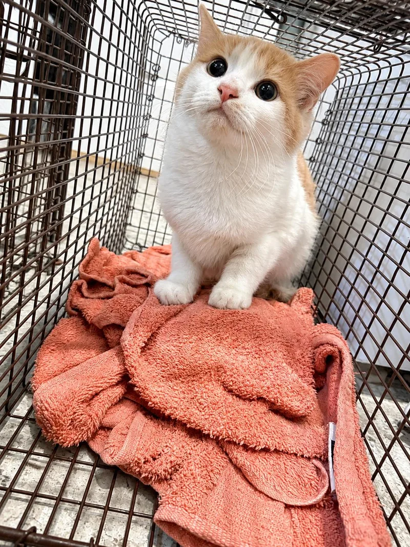 A baby medium-sized female Domestic Long Hair cat named Chessie and Butters for adoption in Halethorpe, MD