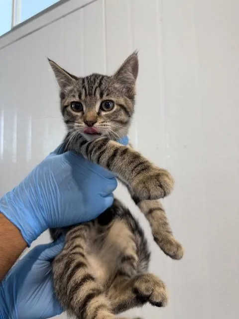 A baby small-sized female Domestic Short Hair cat named Lil for adoption in San Bernardino, CA