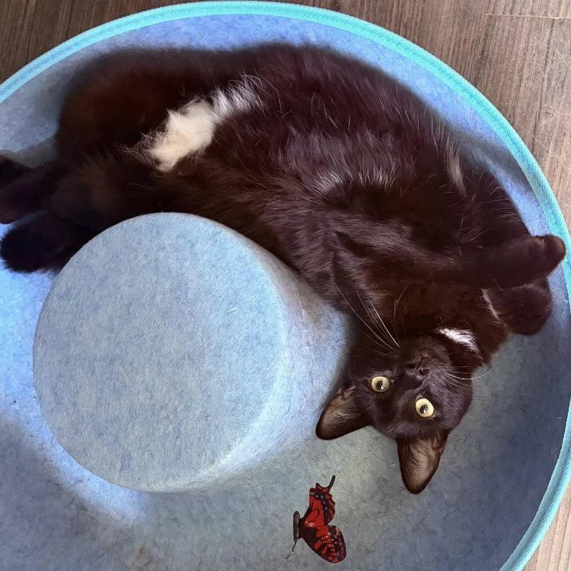 A young medium-sized male Black American Shorthair cat named Mr. Buford for adoption in Freeport, FL