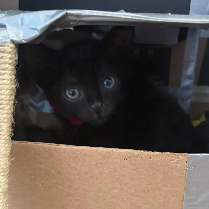 A baby small-sized male Black Domestic Short Hair cat named Cinnamon Twists for adoption in Austin, TX
