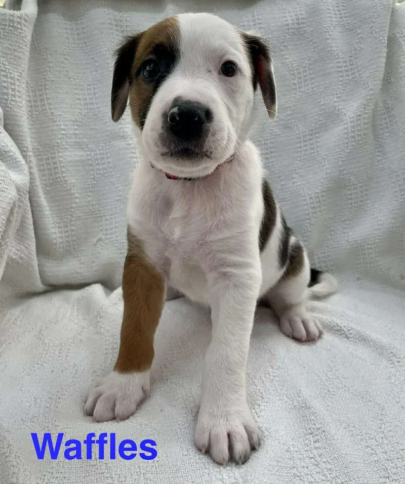 Waffles