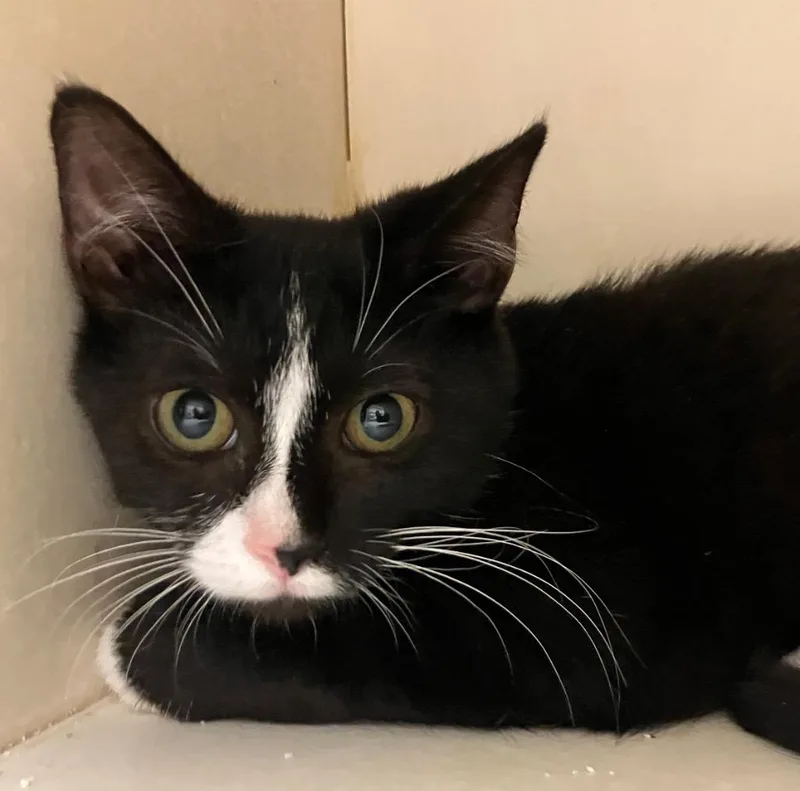 A baby medium-sized male Domestic Short Hair cat named Danio for adoption in Christiansburg, VA