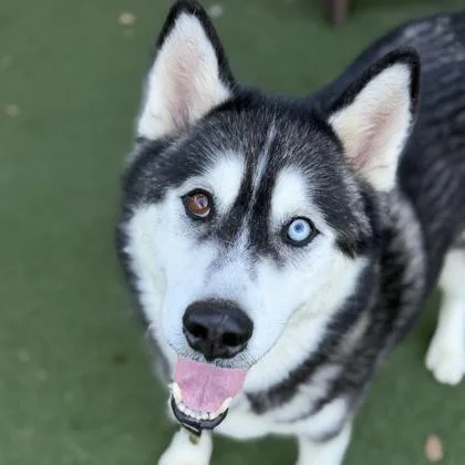An adult large-sized male Siberian Husky dog named Rocky for adoption in Sacramento, CA