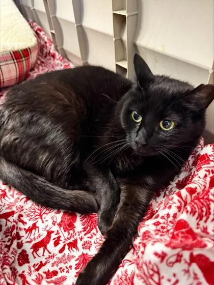 An adult small-sized female Domestic Short Hair cat named Cinnamon for adoption in Madison, NJ