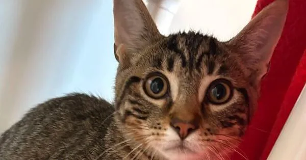 A baby small-sized male Domestic Short Hair cat named Nue for adoption in Bowling Green, OH