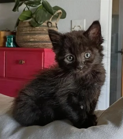 A baby small-sized male Domestic Short Hair cat named Niles for adoption in San Martin, CA