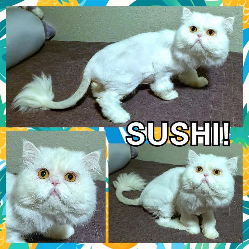 An adult medium-sized male Persian cat named Sushi for adoption in Converse, TX