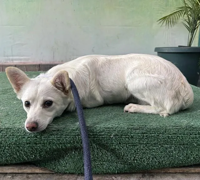 A young medium-sized female Chihuahua dog named A for adoption in Baldwin Park, CA