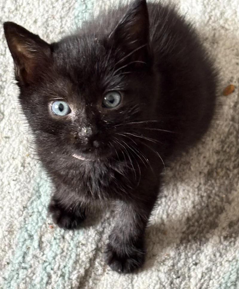 A baby large-sized female Black Domestic Short Hair cat named Tacoma for adoption in Allen, TX