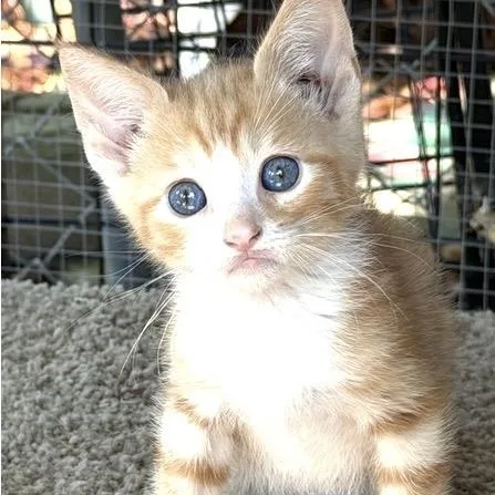 A baby medium-sized male Tabby (Orange / Red) Domestic Short Hair cat named Salmon for adoption in Santa Rosa, CA