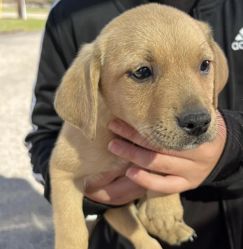 Hopper The Chiweenie Mix thumbnail 2