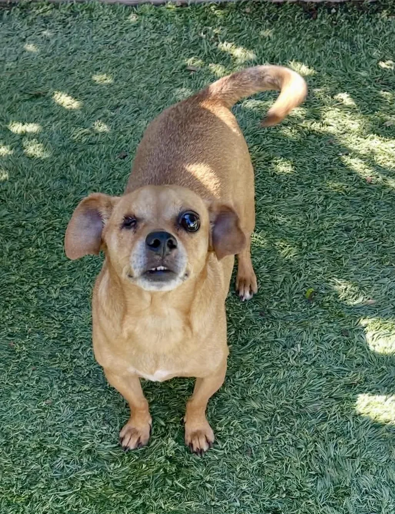 A young small-sized male Golden Miniature Pinscher dog named Jagger for adoption in Tarzana, CA
