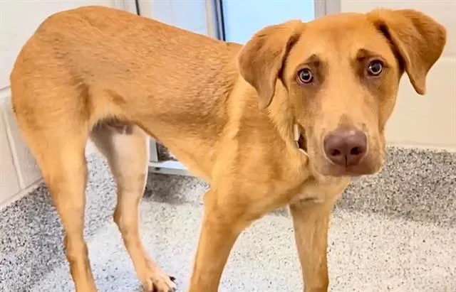 A young medium-sized male Labrador Retriever dog named Rudy for adoption in Houston, TX