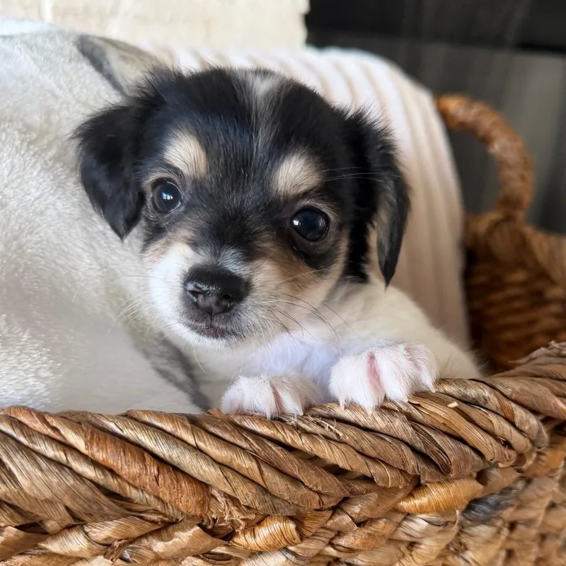 A baby small-sized male Dachshund dog named Frank for adoption in Baton Rouge, LA