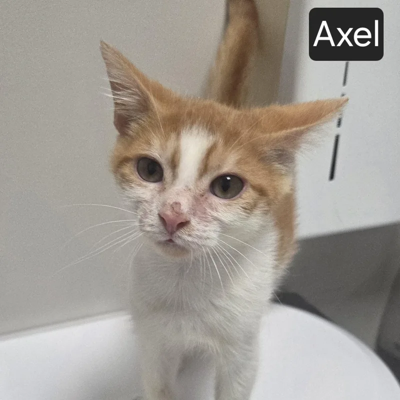 A young medium-sized male Orange & White Domestic Short Hair cat named Axel for adoption in SNOW HILL, NC