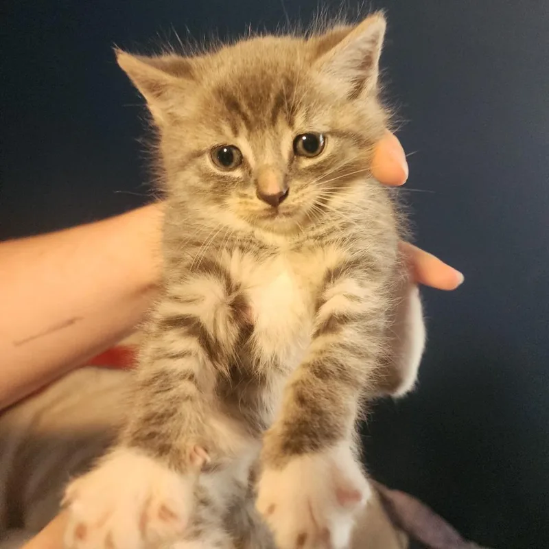 A baby small-sized male Gray / Blue / Silver Domestic Short Hair cat named Fender for adoption in Gloucester, VA