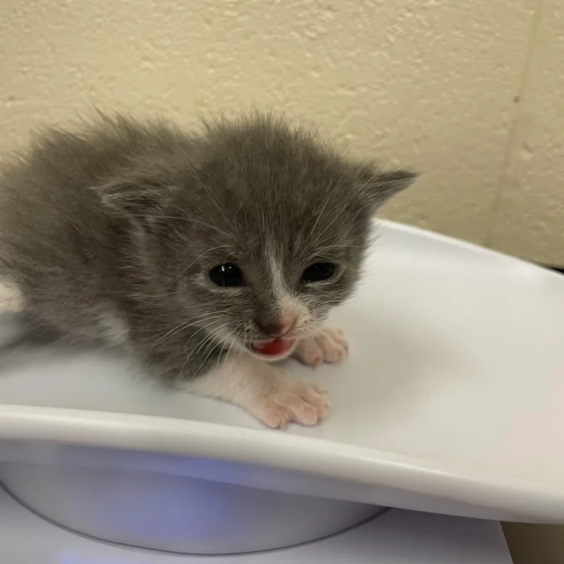 Romaineat Petco thumbnail 2