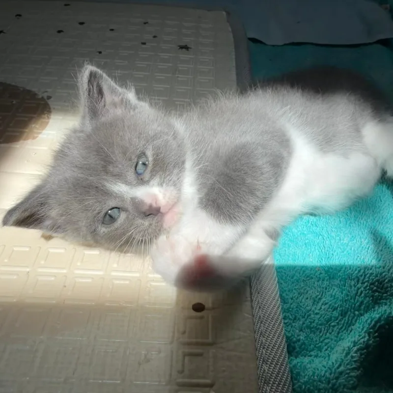 Romaineat Petco thumbnail 3