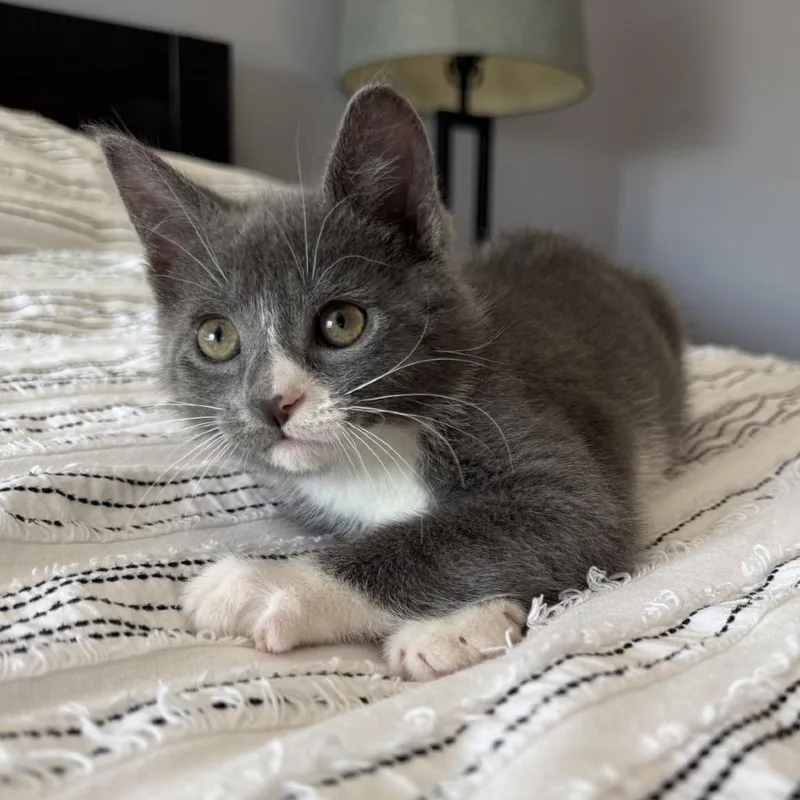 Romaineat Petco thumbnail 4