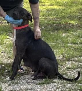 A baby large-sized female Black Labrador Retriever dog named Harley  "Duck" Litter for adoption in Warrington, PA