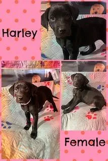Harley  "Duck" Litter thumbnail 2